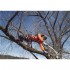 Arborist Climbing Harness